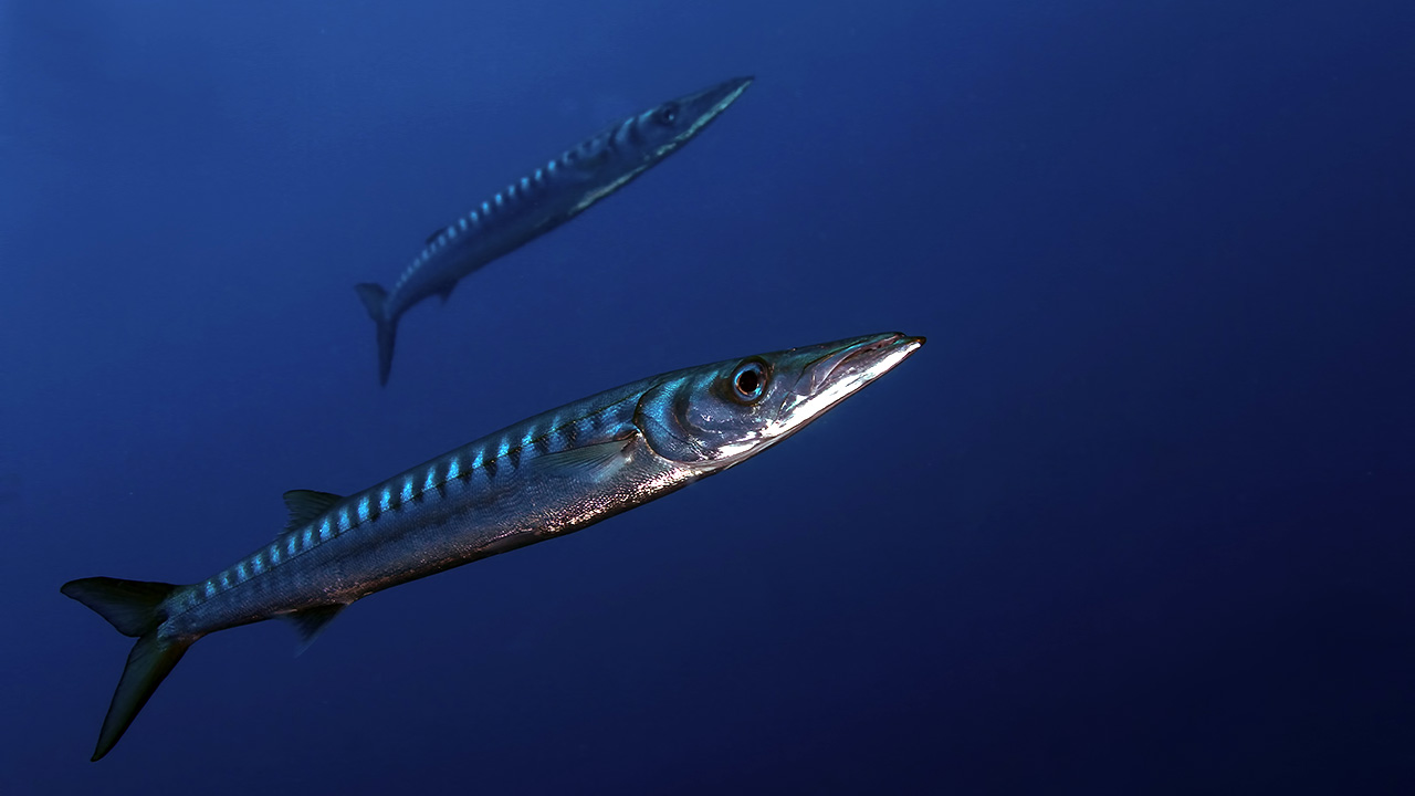 angel_manso_barracudas_02