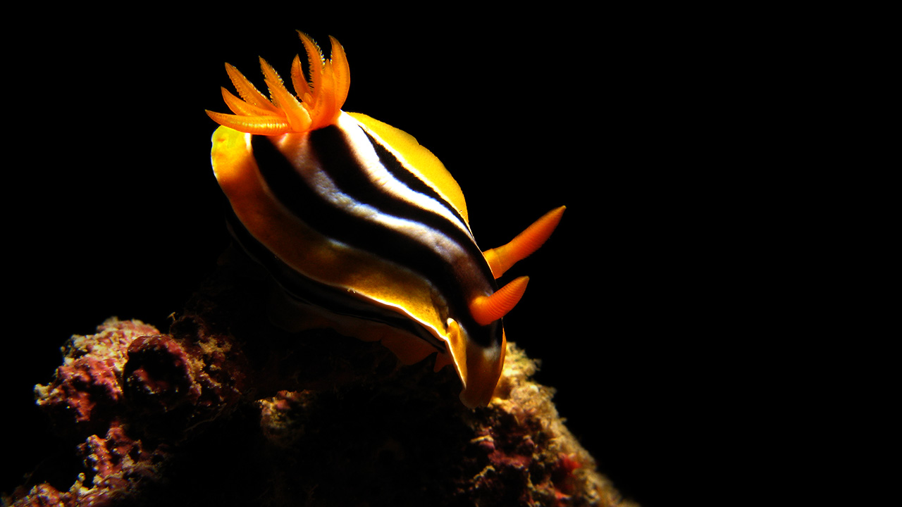 angel_manso_nudibranquio_01