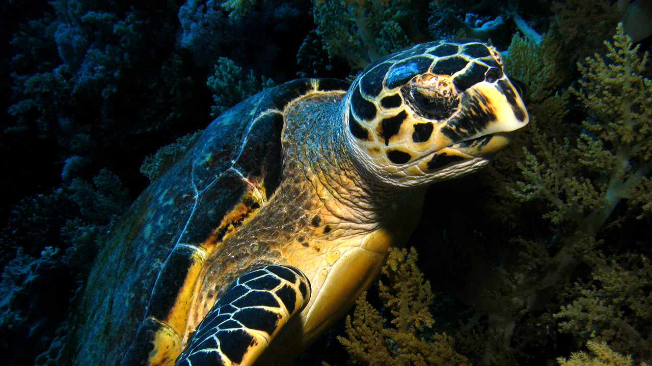 angel_manso_tortuga_01